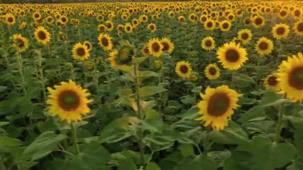 Vue aérienne du drone survolant les champs avec des tournesols 