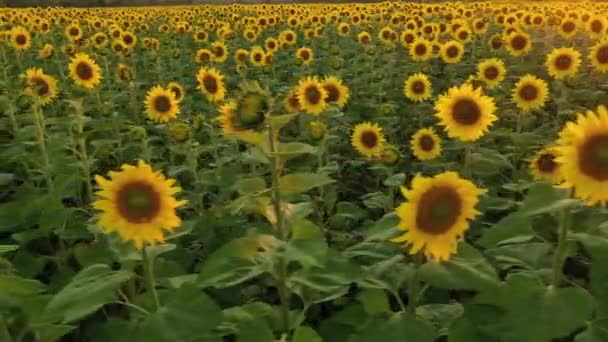 Luftaufnahme einer Drohne, die mit Sonnenblumen über die Felder fliegt — Stockvideo