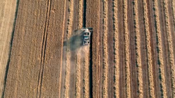 Sklizeň pšeničných polí. Letecký pohled 4k — Stock video