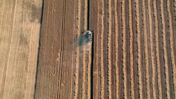 Cosechadora en un campo de trigo cosecha. Vista aérea 4k — Vídeo de stock