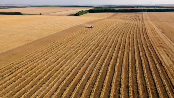 Harvester on a wheat field harvests. Aerial view 4k — Stock Video