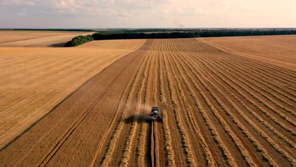 Récolte sur un champ de blé récolte. Vue aérienne 4k — Video