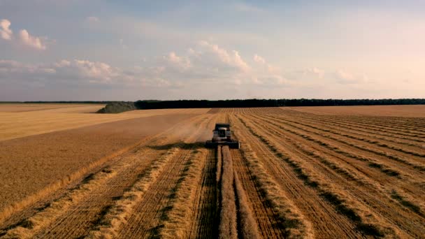 Сборщик урожая на пшеничном поле. Вид с воздуха 4k — стоковое видео