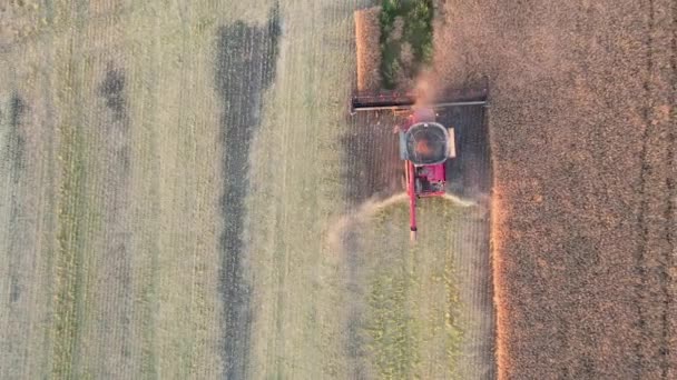밀밭에서 추수를 하는 농부. 항공사진 4K — 비디오