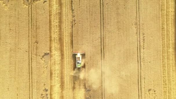 Erntemaschine auf einem Weizenfeld erntet. Luftbild 4k — Stockvideo