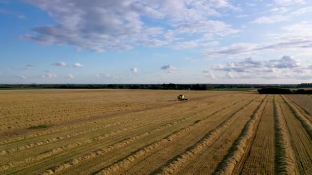 29 luglio 2019 Ucraina, Bucha: Una mietitrice raccoglie grano in una calda giornata estiva. Vista a volo d'uccello 4k — Video Stock