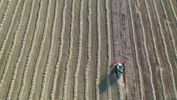 29 juli 2019 Oekraïne, Bucha: Een oogstmachine oogst tarwe op een warme zomerdag. Birds-eye view 4k — Stockvideo