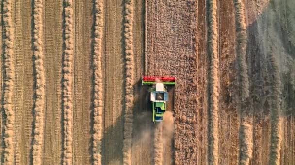 29 de julio de 2019 Ucrania, Bucha: Una cosechadora cosecha trigo en un cálido día de verano. Vista de aves 4k — Vídeos de Stock