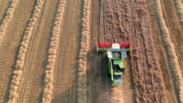 29. Juli 2019 in der Ukraine, bucha: Ein Erntehelfer erntet an einem warmen Sommertag Weizen. Vogelperspektive 4k — Stockvideo