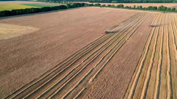 29 juli 2019 Oekraïne, Bucha: Een oogstmachine oogst tarwe op een warme zomerdag. Birds-eye view 4k — Stockvideo