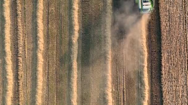 29 juillet 2019 Ukraine, Bucha : Une vendangeuse récolte du blé par une chaude journée d'été. Oiseaux-vue 4k — Video