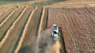 29 Temmuz 2019 Ukrayna, Bucha: Sıcak bir yaz gününde hasat buğdayı hasat eder. Kuş bakışı görüş 4k