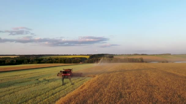 29 de julio de 2019 Ucrania, Bucha: Una cosechadora cosecha trigo en un cálido día de verano. Vista de aves 4k — Vídeos de Stock