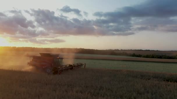 29 de julio de 2019 Ucrania, Bucha: Una cosechadora cosecha trigo en un cálido día de verano. Vista de aves 4k — Vídeos de Stock