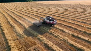 29 Temmuz 2019 Ukrayna, Bucha: Sıcak bir yaz gününde hasat buğdayı hasat eder. Kuş bakışı görüş 4k