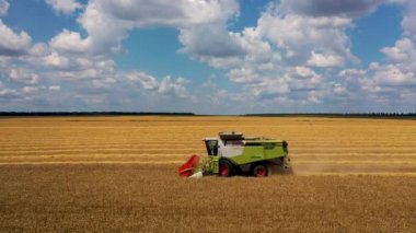 29 Temmuz 2019 Ukrayna, Bucha: Sıcak bir yaz gününde hasat buğdayı hasat eder. Kuş bakışı görüş 4k