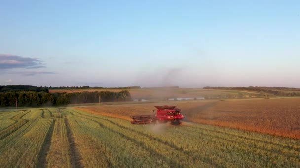 29 de julho de 2019 Ucrânia, Bucha: Uma colhedora colhe trigo em um dia quente de verão. Vista para pássaros-olho 4k — Vídeo de Stock