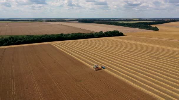 29. Juli 2019 in der Ukraine, bucha: Ein Erntehelfer erntet an einem warmen Sommertag Weizen. Vogelperspektive 4k — Stockvideo