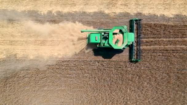29 de julio de 2019 Ucrania, Bucha: Una cosechadora cosecha trigo en un cálido día de verano. Vista de aves 4k — Vídeos de Stock