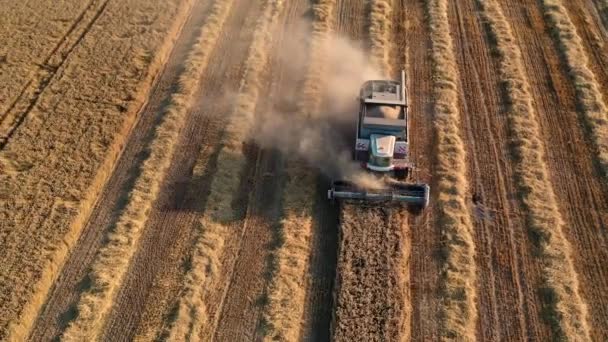 29 luglio 2019 Ucraina, Bucha: Una mietitrice raccoglie grano in una calda giornata estiva. Vista a volo d'uccello 4k — Video Stock