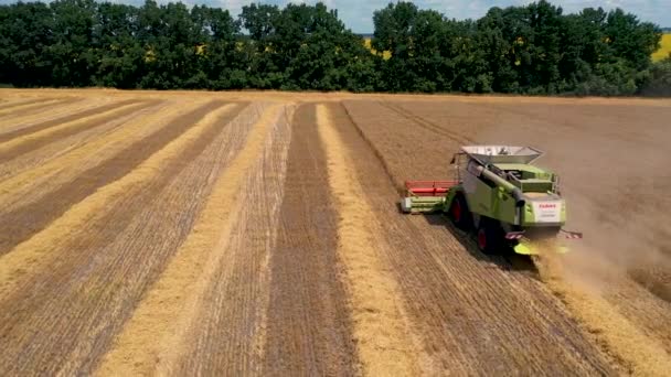 29 de julio de 2019 Ucrania, Bucha: Una cosechadora cosecha trigo en un cálido día de verano. Vista de aves 4k — Vídeo de stock
