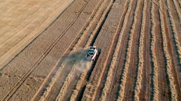 29 de julio de 2019 Ucrania, Bucha: Una cosechadora cosecha trigo en un cálido día de verano. Vista de aves 4k — Vídeo de stock