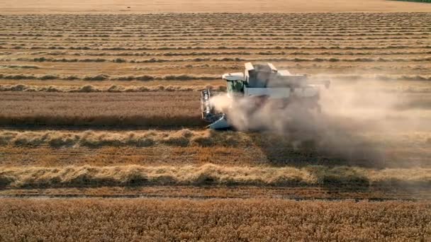 29 juli 2019 Oekraïne, Bucha: Een oogstmachine oogst tarwe op een warme zomerdag. Birds-eye view 4k — Stockvideo