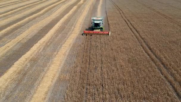 29 июля 2019 года Украина, Буча: Сборщик урожая собирает пшеницу в теплый летний день. Вид с высоты птичьего полета — стоковое видео