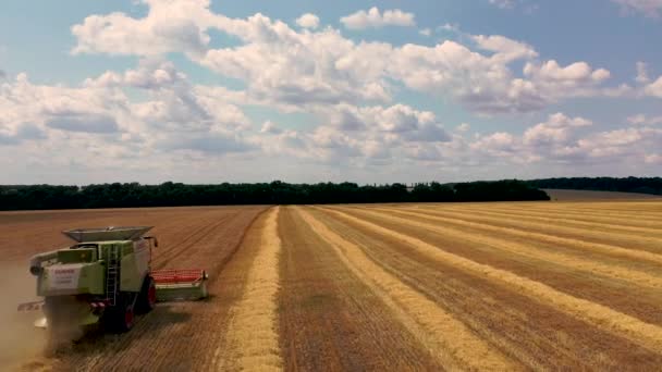 29 juli 2019 Oekraïne, Bucha: Een oogstmachine oogst tarwe op een warme zomerdag. Birds-eye view 4k — Stockvideo