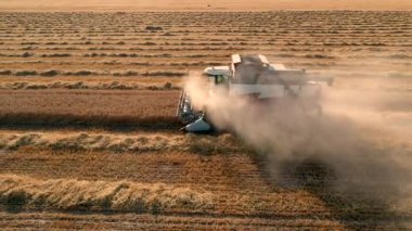 29 Temmuz 2019 Ukrayna, Bucha: Sıcak bir yaz gününde hasat buğdayı hasat eder. Kuş bakışı görüş 4k