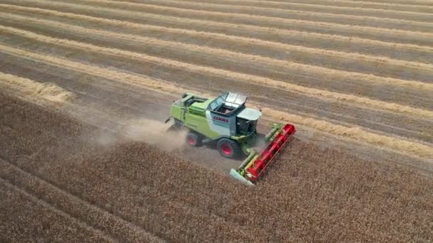 29 luglio 2019 Ucraina, Bucha: Una mietitrice raccoglie grano in una calda giornata estiva. Vista a volo d'uccello 4k — Video Stock