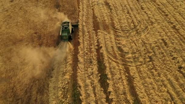 29 lipca 2019 Ukraine, Bucha: Kombajn zbiera pszenicę w ciepły letni dzień. Widok z lotu ptaka 4k — Wideo stockowe