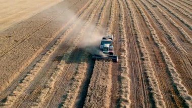 29 Temmuz 2019 Ukrayna, Bucha: Sıcak bir yaz gününde hasat buğdayı hasat eder. Kuş bakışı görüş 4k