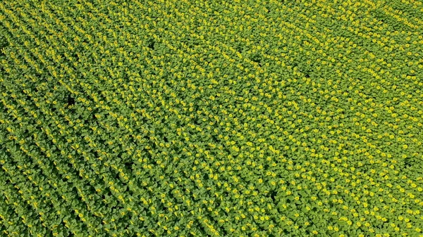 Vista aérea de drone voando sobre os campos com girassóis — Fotografia de Stock