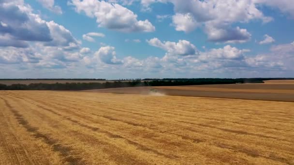2019 년 7 월 29 일 - 우크라이나, 부카가 더운 여름날에 밀을 수확하는 추수 꾼. 새 의 눈 뷰 4K — 비디오
