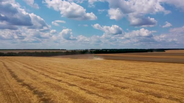 29 de julio de 2019 Ucrania, Bucha: Una cosechadora cosecha trigo en un cálido día de verano. Vista de aves 4k — Vídeos de Stock