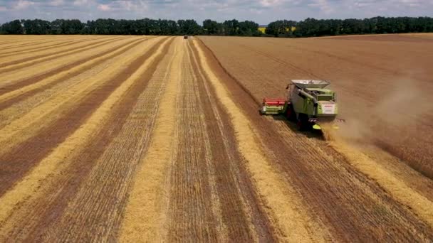 29 luglio 2019 Ucraina, Bucha: Una mietitrice raccoglie grano in una calda giornata estiva. Vista a volo d'uccello 4k — Video Stock