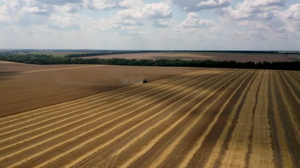 29. Juli 2019 in der Ukraine, bucha: Ein Erntehelfer erntet an einem warmen Sommertag Weizen. Vogelperspektive 4k — Stockvideo