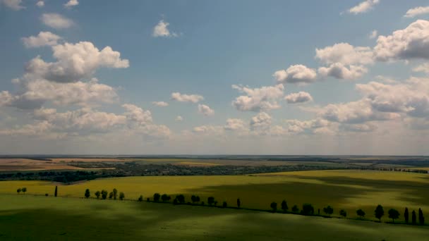 Widok lotniczy Drone Latający nad polami z słoneczniki — Wideo stockowe