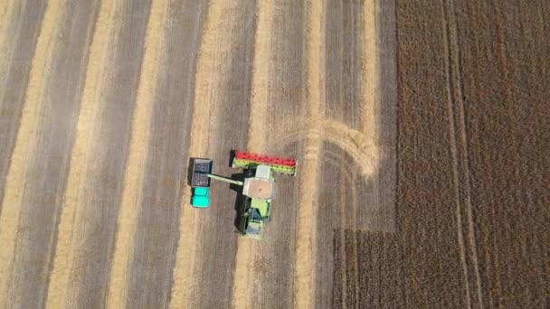 29 de julio de 2019 Ucrania, Bucha: Una cosechadora cosecha trigo en un cálido día de verano. Vista de aves 4k — Vídeos de Stock