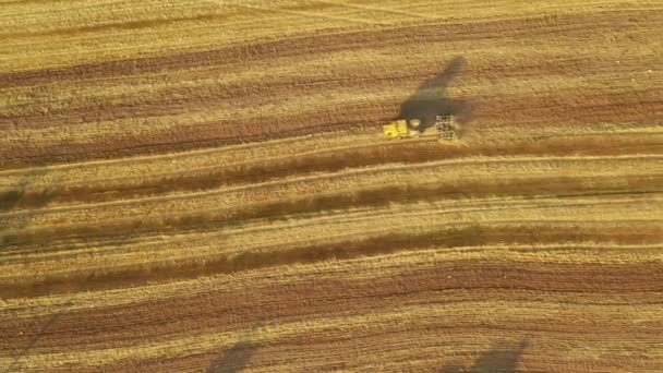 4k Un tractor viejo cultiva un campo amarillo. Vídeo aéreo — Vídeos de Stock
