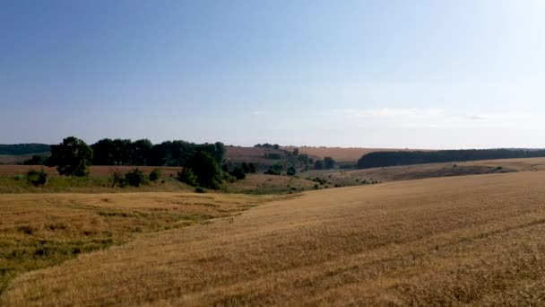 4k Vista aérea de vídeo desde una altura, campos con trigo maduro de color dorado — Vídeo de stock