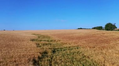 Yükseklikten 4k hava görüntüsü, olgun altın renkli buğday tarlaları