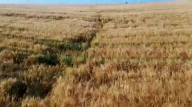 Yükseklikten 4k hava görüntüsü, olgun altın renkli buğday tarlaları