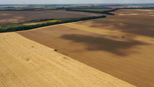 4k Widok z lotu ptaka z wysokości, pola z dojrzałą pszenicą w kolorze złotym — Wideo stockowe