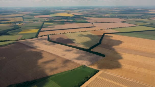 4k Αεροφωτογραφία από ύψος, χωράφια με ώριμο χρυσοκάστανο σιτάρι — Αρχείο Βίντεο