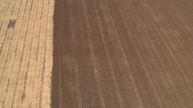 Yükseklikten 4k hava görüntüsü, olgun altın renkli buğday tarlaları