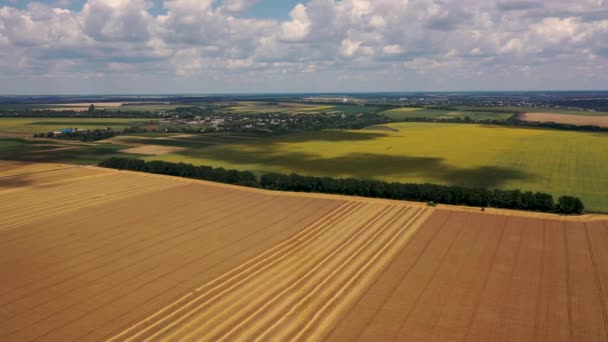 4k Αεροφωτογραφία από ύψος, χωράφια με ώριμο χρυσοκάστανο σιτάρι — Αρχείο Βίντεο