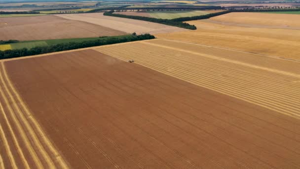 4k Vista aérea de vídeo desde una altura, campos con trigo maduro de color dorado — Vídeos de Stock