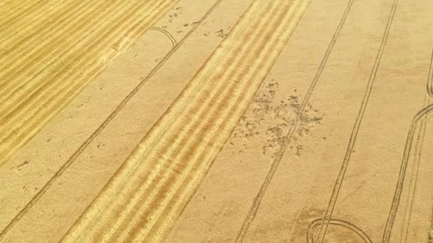 4k Vista aérea de vídeo desde una altura, campos con trigo maduro de color dorado — Vídeos de Stock